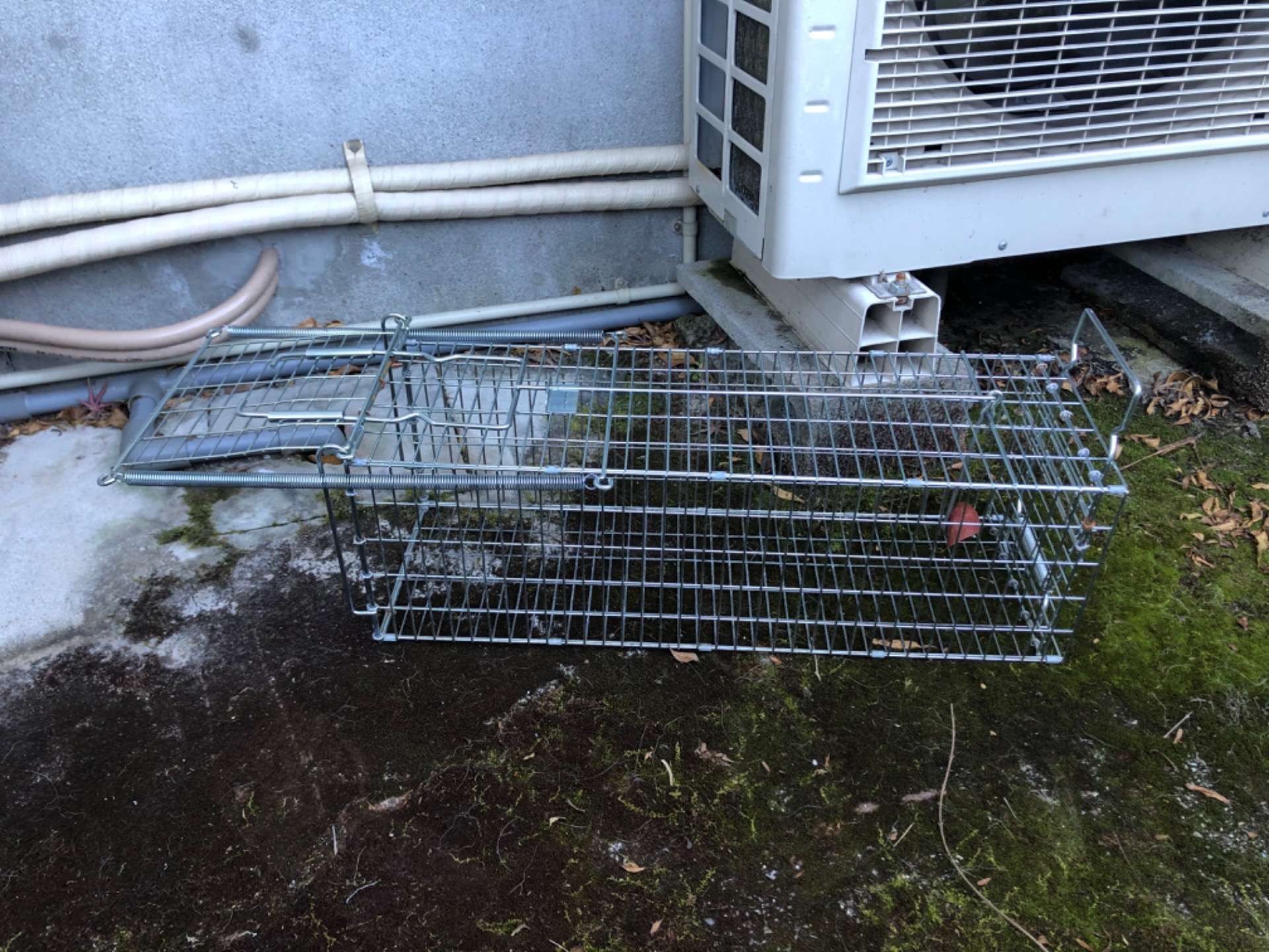 イタチ駆除 徳島